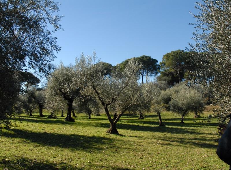 Tenuta con villa padronale 2