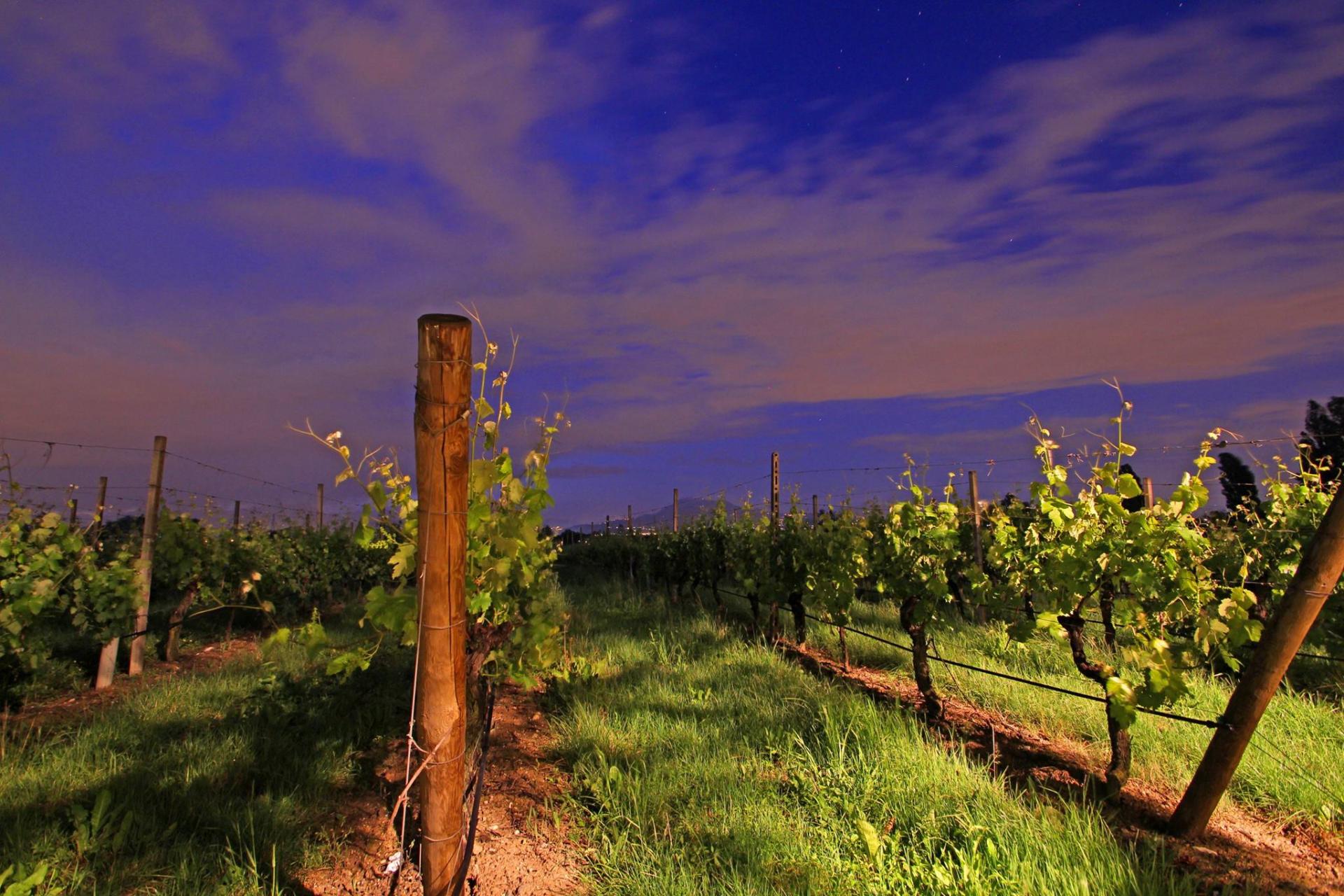 vigneto