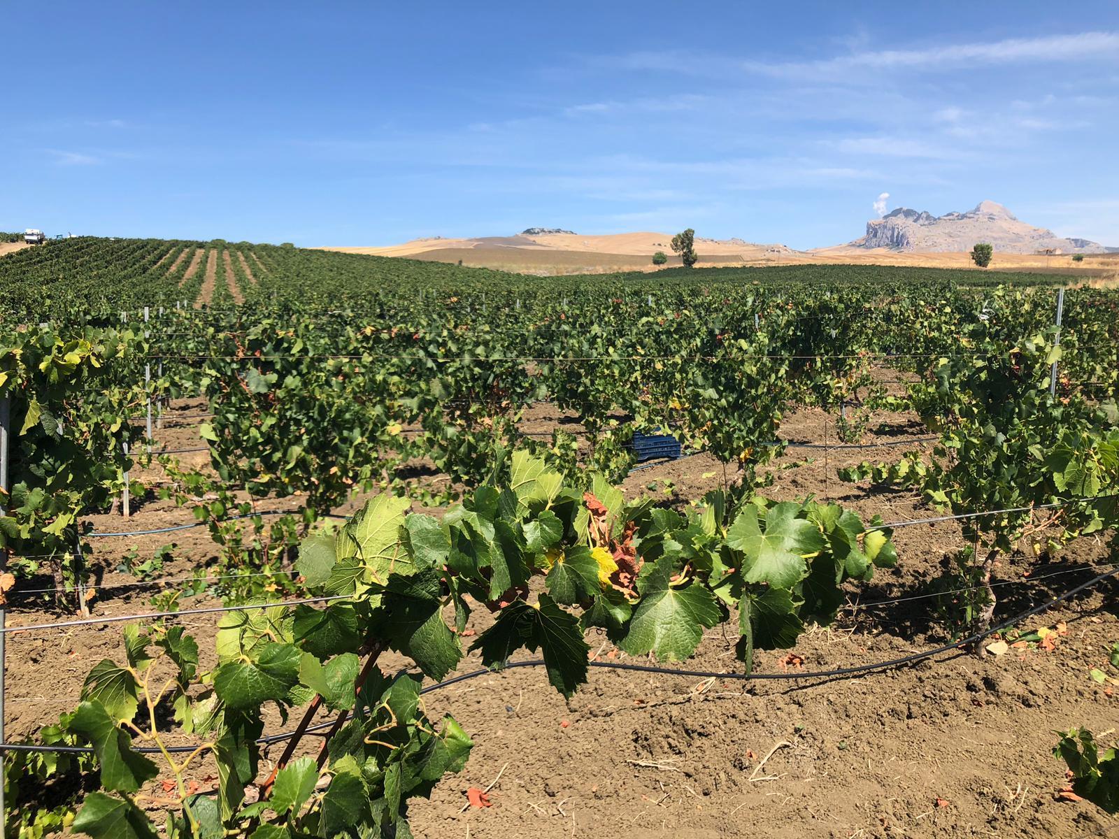 vendemmia