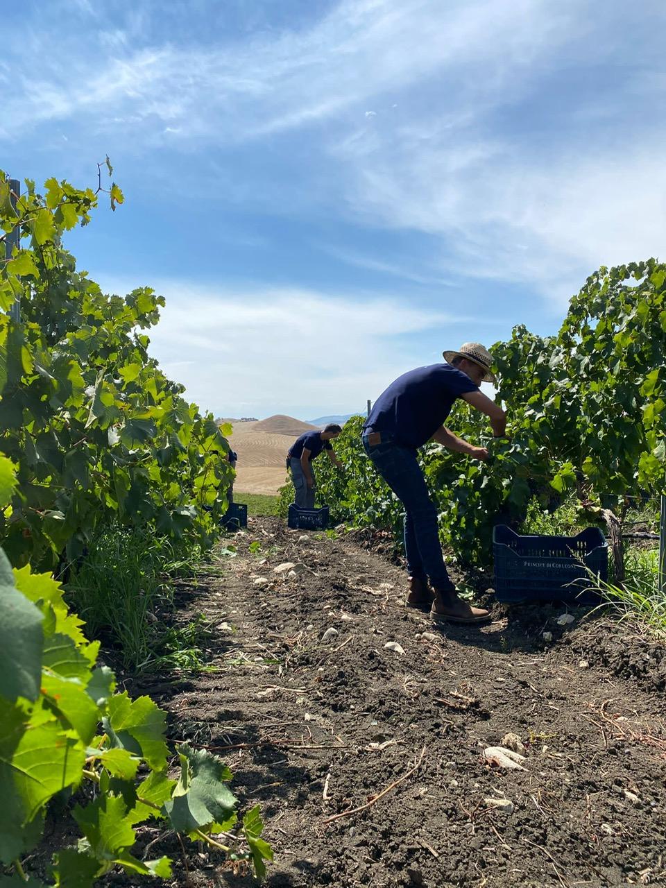 vigneti tenuta